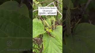 Helictus Isora (मुरडशेंग / मुरडफली) benefits according to Ayurveda / Dr Jyoti Jangale