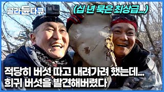 100개 중에 1개 나올까 말까한 희귀 버섯...? 산에서 이틀 노숙, 허탕 치고 하산하려는데 눈에 띈 대물급 이것...│최상급 자연산 백색 말발굽 버섯│극한직업│#골라듄다큐