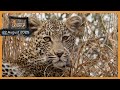Leopards, lions, and cheetah - SafariLIVE Catch Up, 22 August 2025