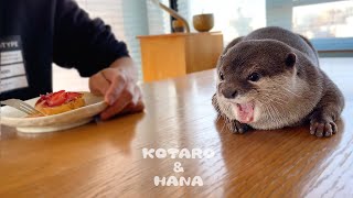 Otter Juggling Next to Me Eating a Strawberry Tart