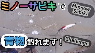 【ジグサビキ⁉︎】もしもミノーサビキで青物を狙った結果が意外なことに…。【Minnow Sabiki】Shore jigging on Avoca fishing!