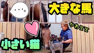 小さな猫と大きな馬が仲良くなる瞬間がコチラ。…他にも寝落ちしそうになるG1馬や変顔する馬の撮影に成功しました。『静かな日の厩舎の様子』【ツルマルボーイ様のシモべ】