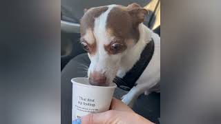 Mr.Bubz Tries A Pup-Cup