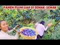 PANEN PLUM LIAR TERMANIS SAMPE DISENGAT DAUN GATAL