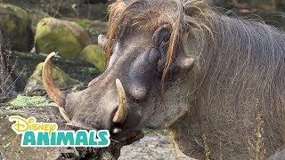 Warthogs! | Disney Animals | Disney Junior