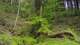 兵庫県の巨樹・巨木　兎和野の大かつら