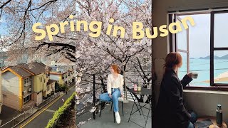 spring in busan, korea VLOG 🌸 cherry blossoms, gwanganlli beach, yeongdo island