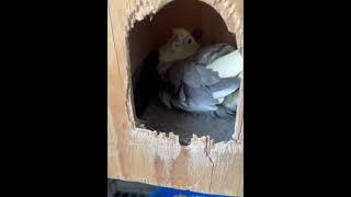 Daddy Cockatiel protects his eggs (Testing camera on iPhone 13 pro max) #shorts #cockatiel