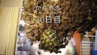 かめきち　30日目　【床材交換】