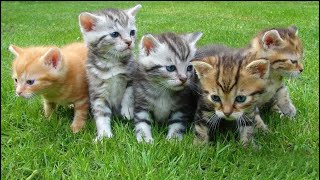 Kittens Calling Mother Cat - Cute Kittens - Cat Sounds