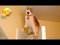 Funniest Animals 😄 New Funny Cats and Dogs Videos 😂😻