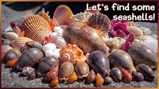 Cowries, Corals, and Carrier Shell | Shells in the Rock Pools & Sand #shelling #shells