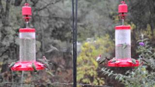 Perky-Pet® The Grand Master Plastic Hummingbird Feeder