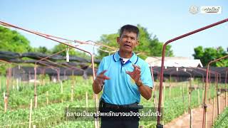 แปลงใหญ่ไม้ดอกอำเภอสูงเนิน โครงการเยอรมัน-ไทย