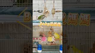 Baby愛媽媽~任信說:乖乖~很會講話的和尚鸚鵡Baby和任信~對話有趣極了~ #parrottalking #可愛