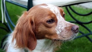 Brittany Spaniel (Epagneul Breton)