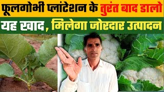 फूलगोभी में पहली खुराक कौनसी डालें जिससे हो जल्दी ग्रोथ | cauliflower fertigations |