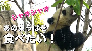 シャオシャオ あの葉っぱ食べたい！高い木にのぼったよ 垂れシャオも披露【上野動物園】Baby giant panda XiaoXiao, I want to eat that leaves!