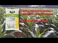 REVIEW_HARGA BENIH JAGUNG SYNGENTA  NK7328 SUMO