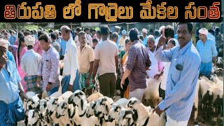 Tirupati sheep market/(తిరుపతి  గొర్రెల మేకల సొంతం)