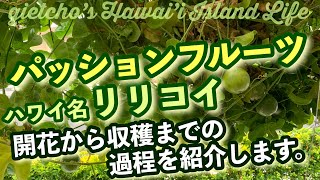 [ gietcho’s Hawai’i Island Life ] パッションフルーツ(リリコイ) 開花から収穫までの過程を紹介し ます。