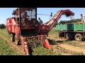 recolte tomates industrie bio