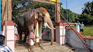 ഇവനെ താഴെ ഇറക്കാൻ പാപ്പാൻ കാണിക്കുന്ന പെടാപാട് കണ്ടോ? @sumeshpazhanjikaran #ആണായൂട്ട് #aanayuttu