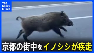 「巨体が…」京都の街中をイノシシが疾走！宮城ではノロノロ運転の先に…犬！｜TBS NEWS DIG