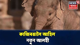 Kazirangaত বানৰ মাজতেই 'ৰুক্মিনী'য়ে জন্ম দিলে এটি কণমাণি মৰমলগা নোদোকা সন্তান