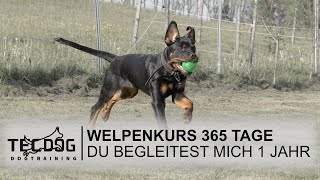 Welpenkurs 365 Tage