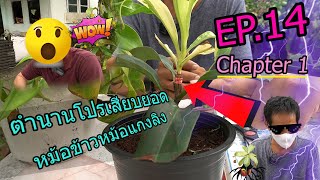 EP 14 chapter 1 ตำนานโปรเสียบยอด หม้อข้าวหม้อแกงลิง