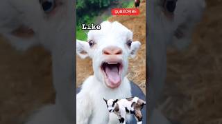 Goat its goat baby 🐐🐐|| #shorts #funny