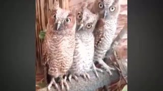 Owl   A Funny Owls And Cute Owls Compilation  NEW 2016 React by Funny Universe