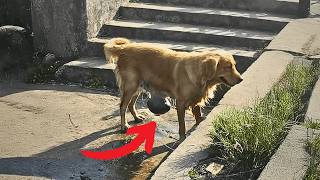 A neglected Golden Retriever sat alone in the river, trying to ease the pain of his tumors.