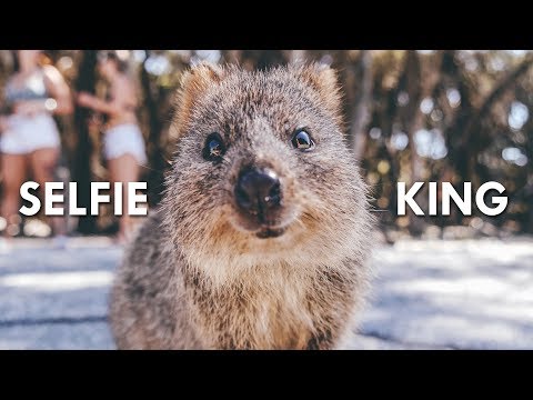 Why are quokka endangered?