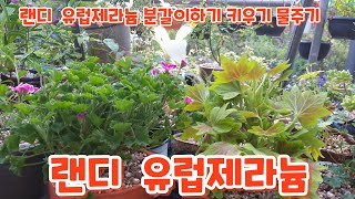 #제라늄 #랜디 #분갈이하기 #키우기 #물주기