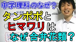 【中学理科】「タンポポとヒマワリはなぜ合弁花類なの？」