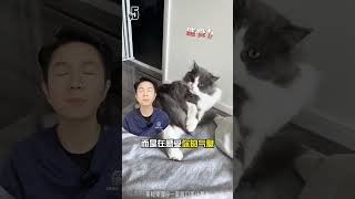 没什么用但非常有趣的猫咪冷知识 #新手养猫 #猫咪的迷惑行为 #科学养猫 #养猫经验 #养猫日常