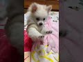 【ポメラニアンとチワワのmix犬】初めての洋服が可愛かった shorts