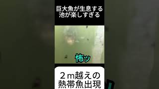 【沖縄】アマゾンの巨大魚が見れる水中トンネルが楽しすぎる #ネオパークオキナワ #動物園 #巨大生物 #危険生物 #ピラニア