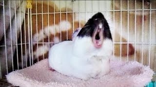 モルモットチョコあくびからのくしゃみGuineaPig gets yawn and sneeze