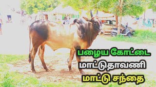 பழைய கோட்டை மாட்டுதாவணி காங்கேய மாட்டு சந்தை திருப்பூர் மாவட்டம்/cow market