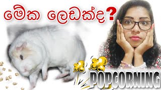 ගිනිපිග් සහ Popcorning 🐹 || ගිනිපිග් අමුතු විදියට උඩ පනින්නෙ ලෙඩක් නිසාද? 😵😵 #popcorn #guineapig