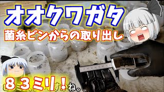 オオクワガタ（８３ミリ）の菌糸ビンからの取り出し。【ゆっくり実況】