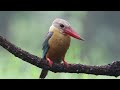 stork billed kingfisher