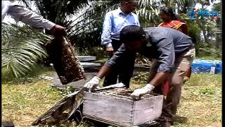 success story on bee keeping (Aphi culture) - Paadi Pantalu