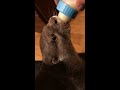 【生後7ヶ月】カワウソの授乳シーン まだ赤ちゃん otter breast feeding scene