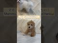 犬の幼稚園デビュー！✨最初は緊張するよね😭 マルプー maltipoo shorts dogshorts