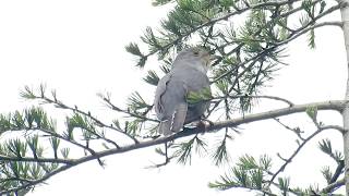 ムビる09890 今日のホトトギスの鳴き声・姿 hototogisu