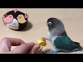 おにぎりん具で遊ぶインコ～くしゃみするよ～【ボタンインコのぶーちゃん】